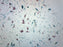 Fungi-Mixed Diatoms - Wholemount - Prepared Microscope Slide - 75x25mm