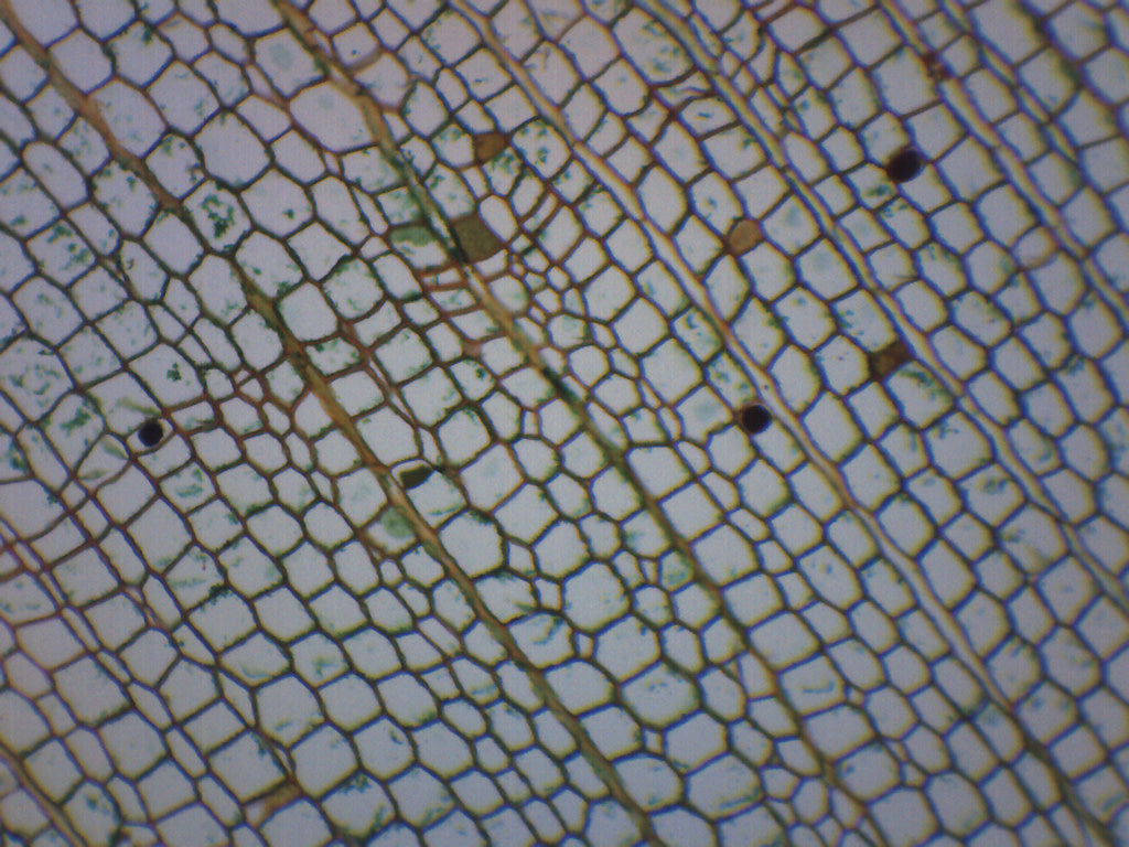 Fire Cells Microscope Single Plant Cell Under Microscope