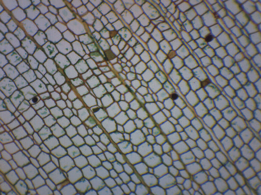Cork Cells - Prepared Microscope Slide - 75x25mm