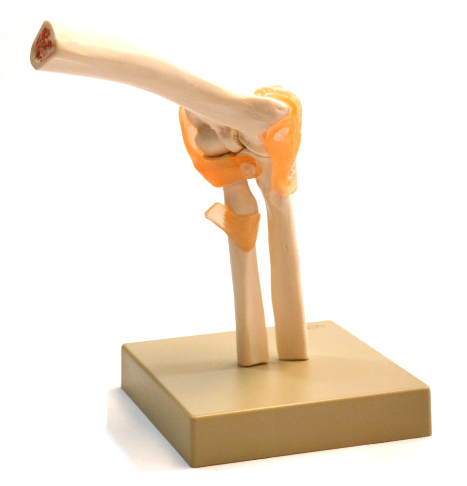 Eisco Labs Human Elbow Joint Anatomical Model, Life Size, Approx. 9'X7"x4"