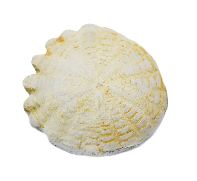 Hardouinia Fossil Replica, 4cm - Mesozoic Echinoderm Model - Eisco Labs