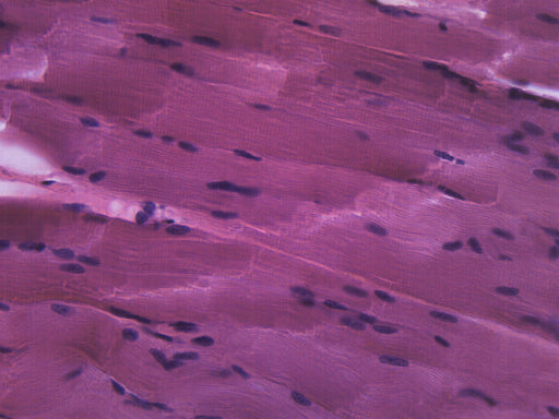 Skeletal Muscle, Mammal - Prepared Microscope Slide - 75x25mm