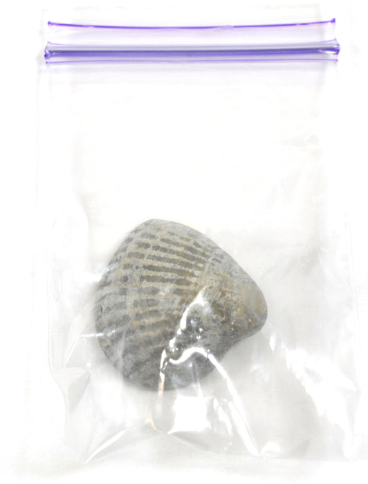 3cm Paleozoic Bivalve Fossil Replica