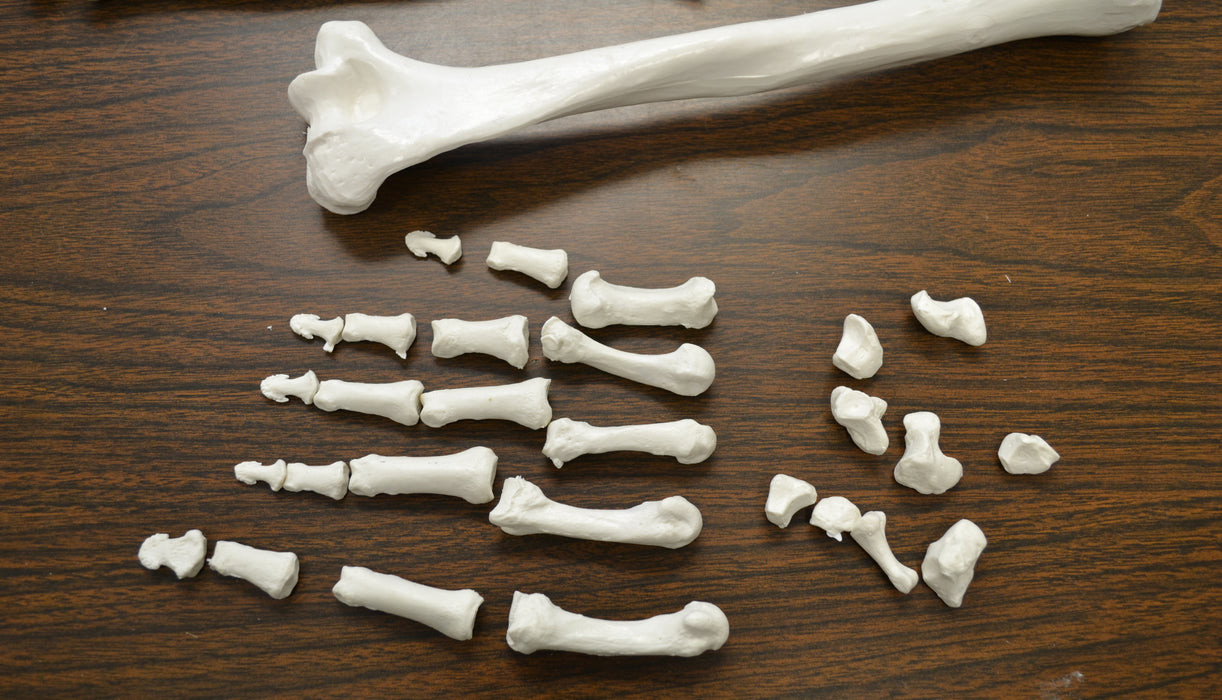 HALF Disarticulated Human Skeleton - Life size