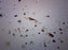 Ascaris Lumbricoides Egg - Wholemount - Prepared Microscope Slide - 75x25mm