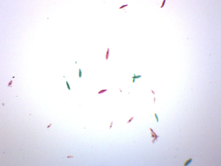 Paramecium, Whole Mount - Prepared Microscope Slide - 75x25mm