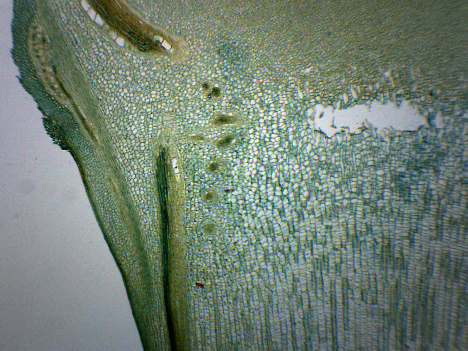 Pine Meristematic Stem - Cross Section - Prepared Microscope Slide - 75x25mm