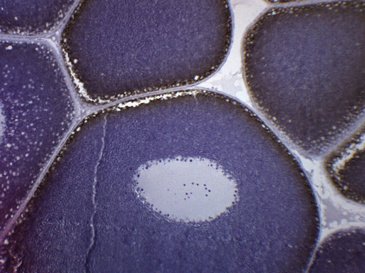 Frog Ovary - Prepared Microscope Slide - 75x25mm