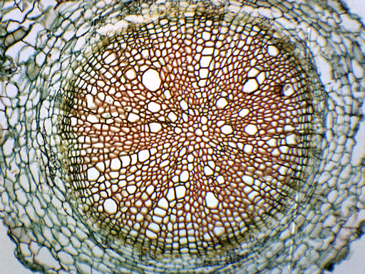 Helianthus Root - Cross Section - Prepared Microscope Slide - 75x25mm