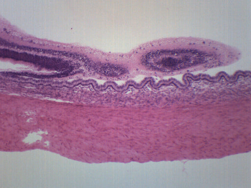 Mammalian Retina And Tapetum - Prepared Microscope Slide - 75x25mm