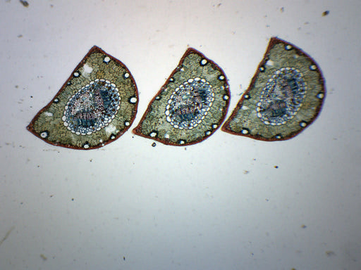 Pine Life History Composite - Prepared Microscope Slide - 75x25mm