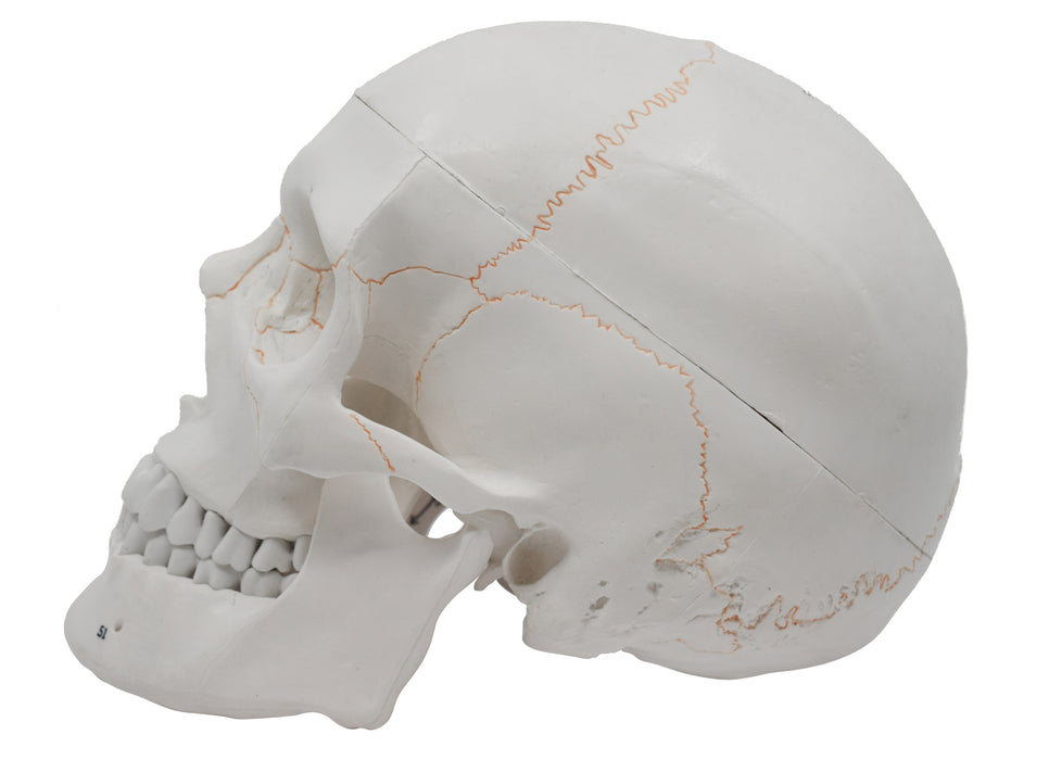 Eisco Full-Size Adult Human Skull Model with Removable Skull Cap, 3 Parts