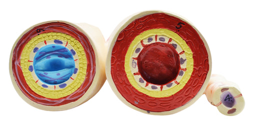 3 Piece Artery, Vein and Capillary Model Set, 13 Inch - Enlarged - Numbered - Cross Sections - Eisco Labs