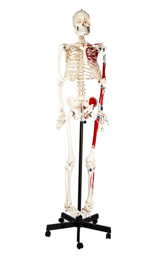 Eisco Full-Size Human Skeleton with Painted Muscles Model, Rod Mount