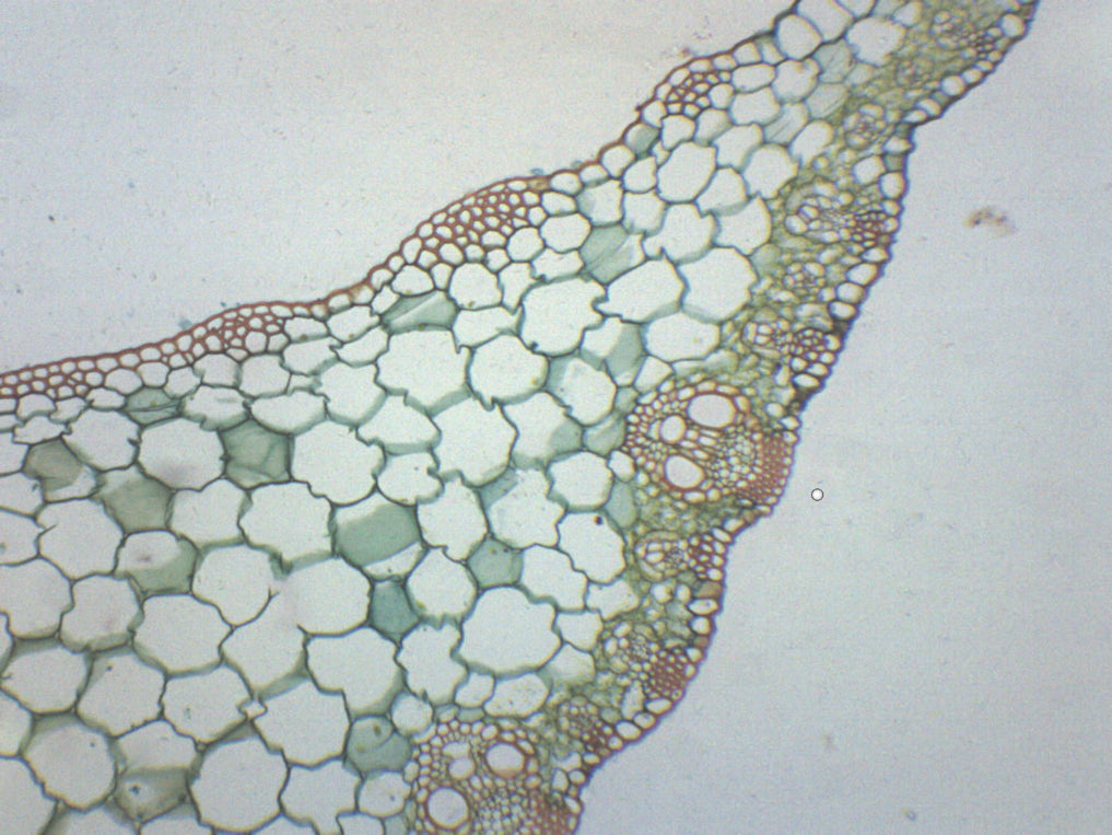 Zea Mays Leaf - Prepared Microscope Slide - 75x25mm — Eisco Labs