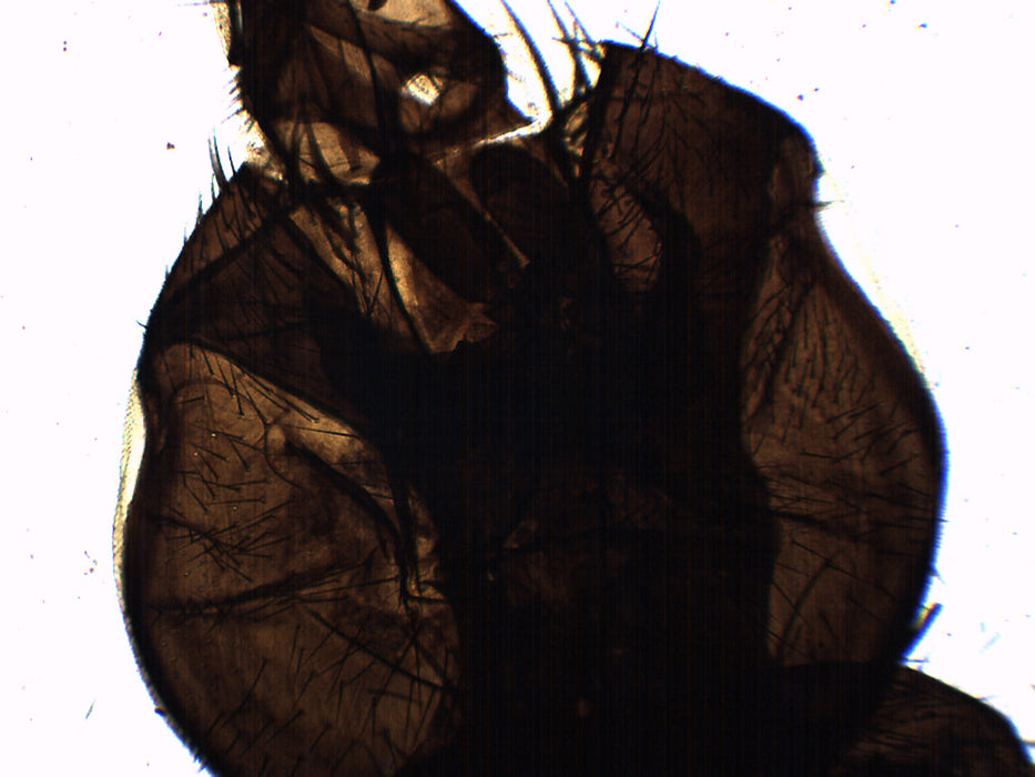 Musca Domestica - Prepared Microscope Slide - 75x25mm