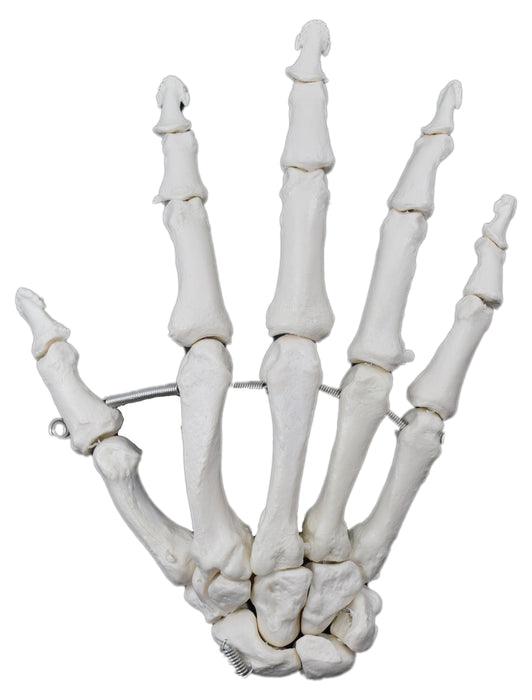 Hand Bone Model, Articulated - Right