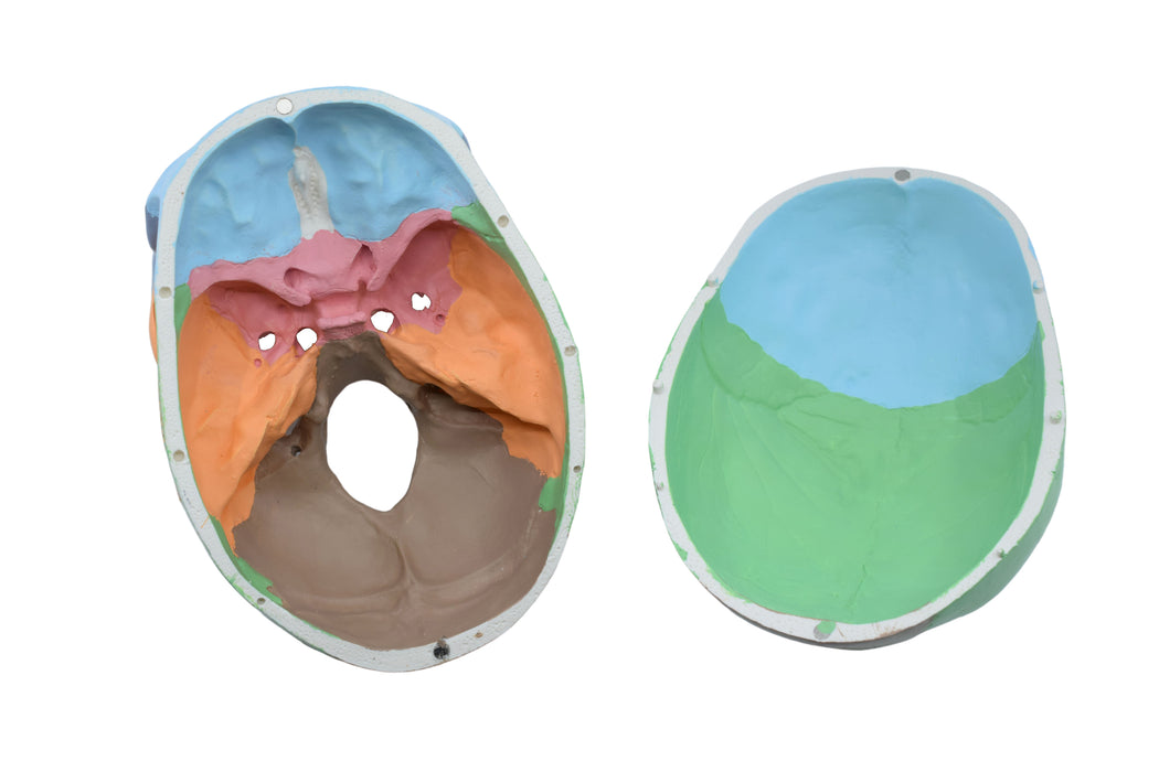 Didactic Human Adult Skull Anatomical Model, 3 Part - Color Coded