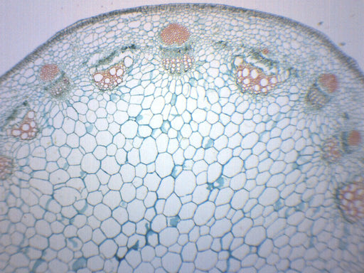 Dicot Stem - Cross Section - Prepared Microscope Slide - 75x25mm