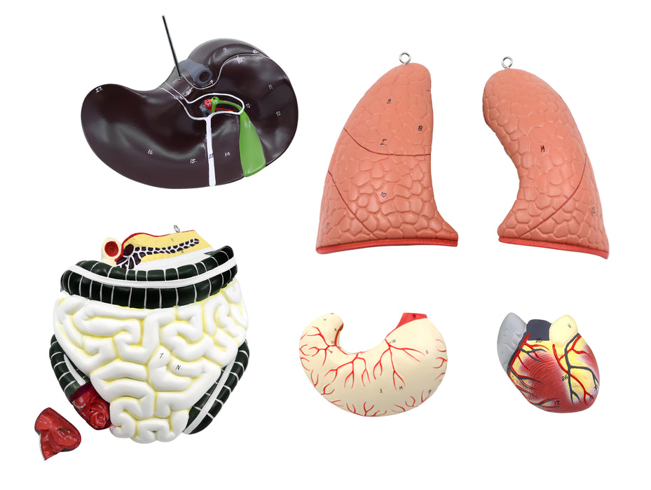 Human Torso Model, 8 Parts - Life Size - Sexless