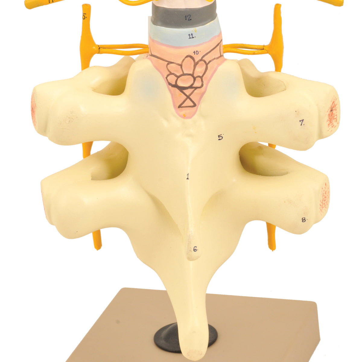 Spinal Cord & Nerves Model - Life Size — Eisco Labs