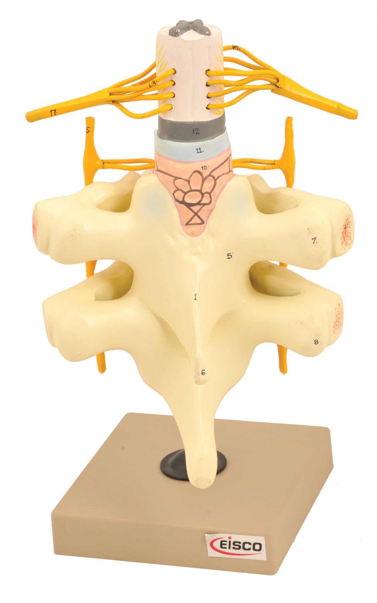 Spinal Cord & Nerves Model - Life Size — Eisco Labs