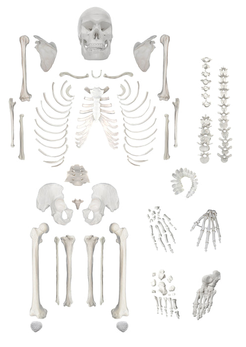 Eisco Life-Size Disarticulated Adult Human Skeleton