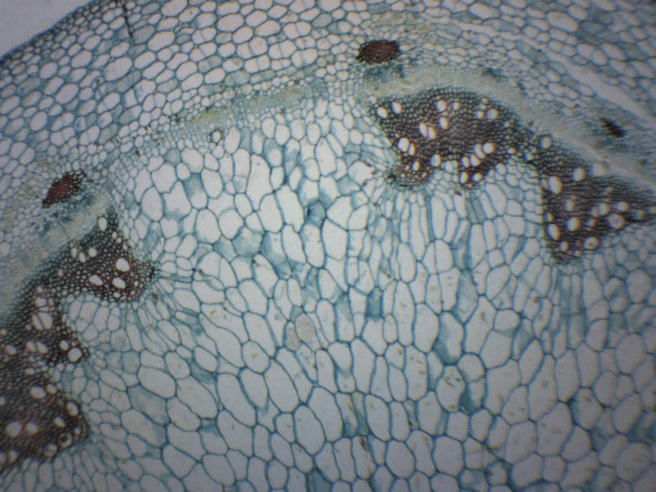 Geranium Stem - Cross Section - Prepared Microscope Slide - 75x25mm