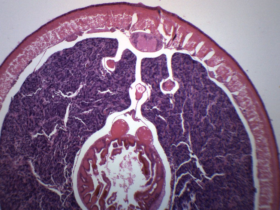 Earthworm Ovary - Cross Section - Prepared Microscope Slide - 75x25mm