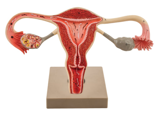 Eisco 3x Life-Size Human Female Reproductive System, Cross Section