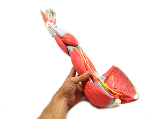 Eisco Labs Model Child's Arm with Removable Muscles on Display Stand