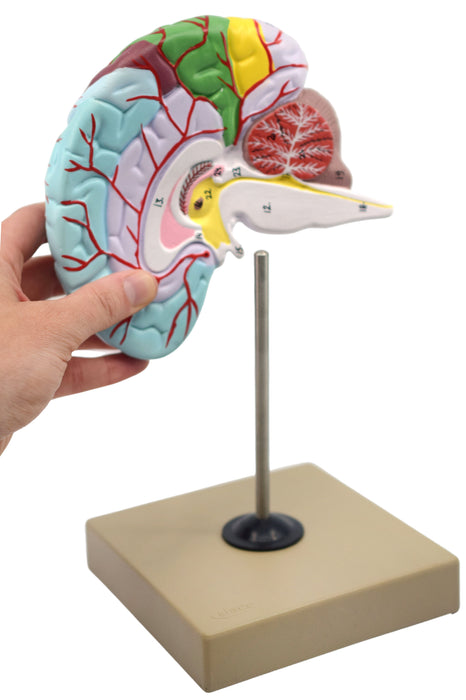 Human Half Brain Model - Life Size, Cross Section - Color Coded & Numbered with Key Card