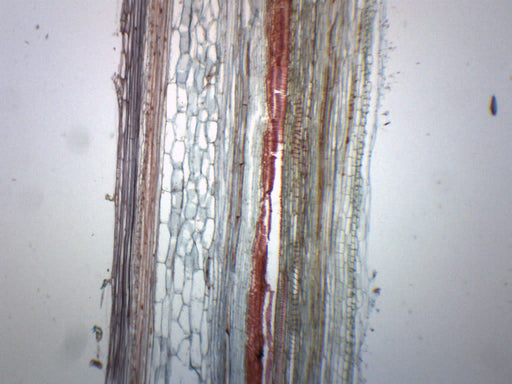 Pumpkin Stem Cucurbita - Longitudinal Section - Prepared Microscope Slide - 75x25mm