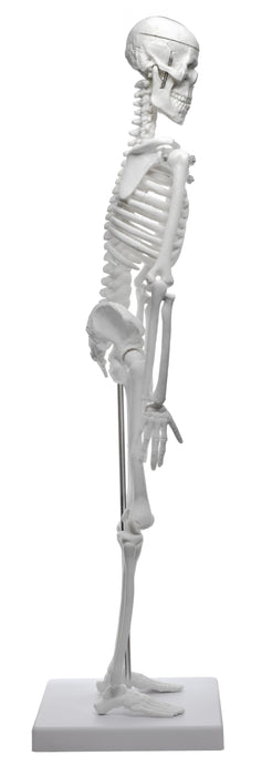 Miniature Human Skeleton Model, 17.5" Tall