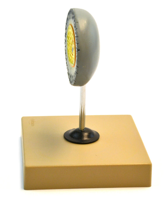 Eisco Labs Model of Human Female Egg - 6.5" tall on 5"x 5" base