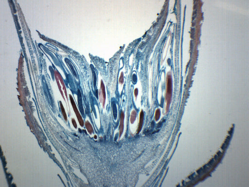 Moss Antheridia - Prepared Microscope Slide - 75x25mm