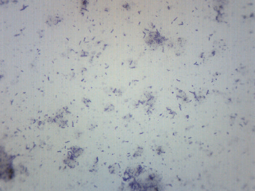 Bacteria from Mouth - Prepared Microscope Slide - 75x25mm