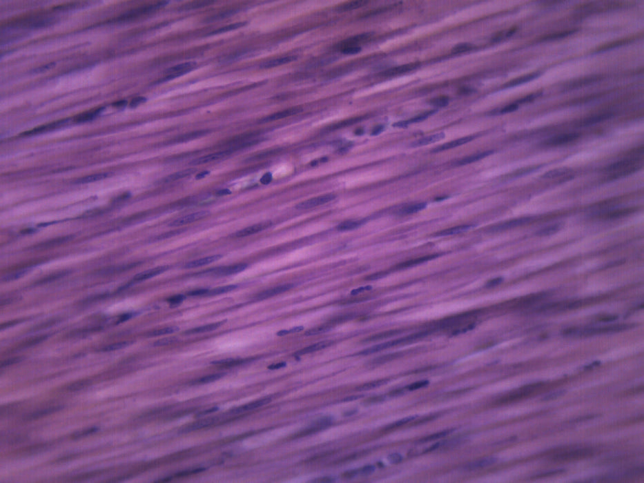Smooth Muscle, Mammal - Prepared Microscope Slide - 75x25mm