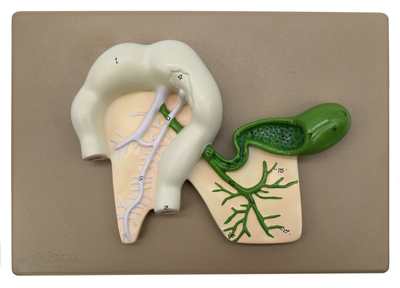 Human Pancreatic Duct Model, Three Dimensional, with Hand Painted Details - Mounted on Base, 10" x 7" - Eisco Labs