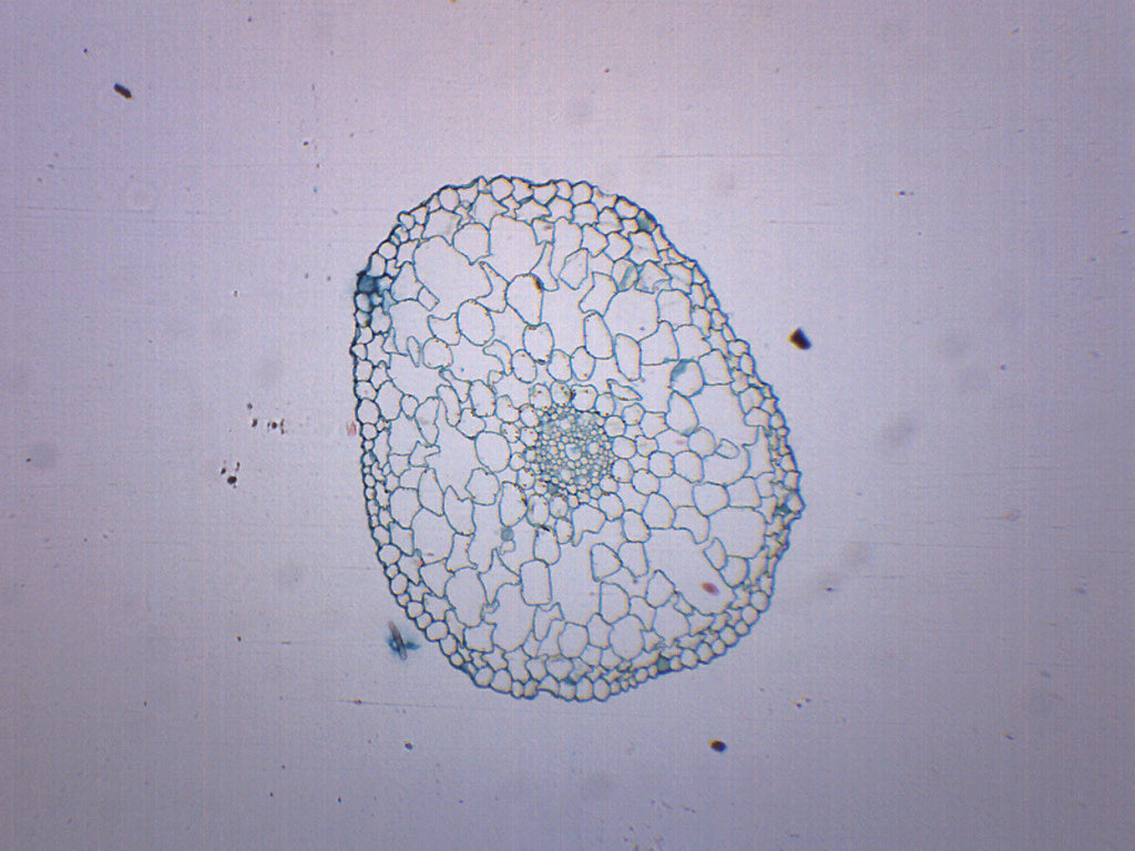 Elodea Stem - Prepared Microscope Slide - 75x25mm