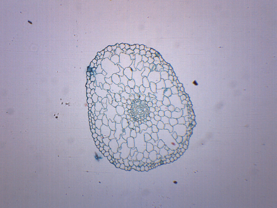 Elodea Stem - Prepared Microscope Slide - 75x25mm