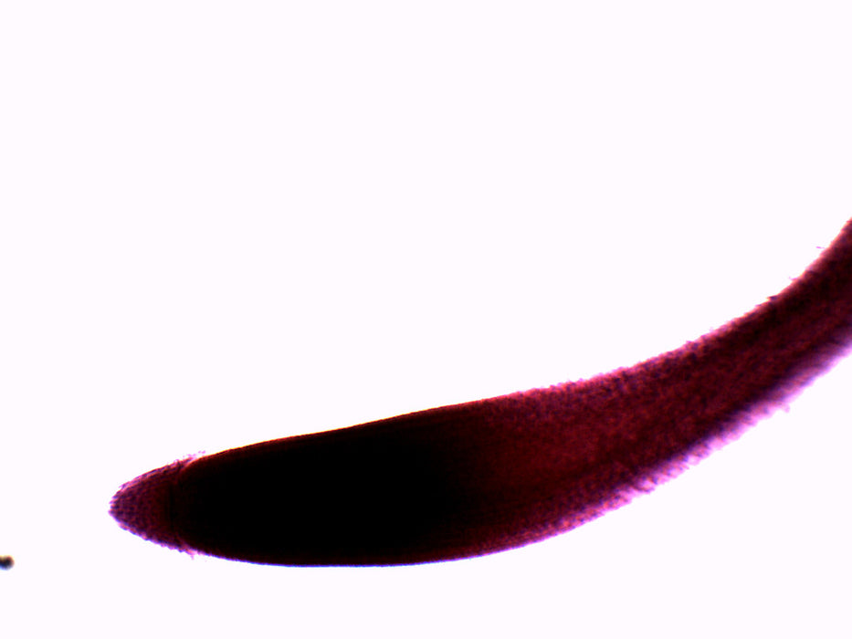 Wheat Root Tip - Wholemount - Prepared Microscope Slide - 75x25mm