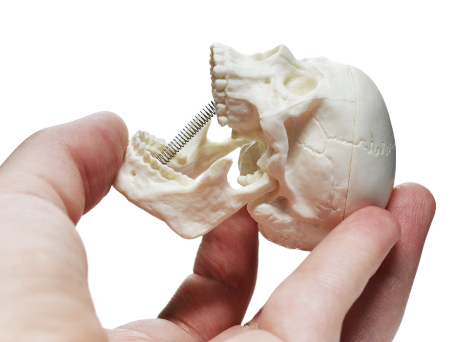 Miniature Human Adult Skull Model, 3 Part - Medical Quality Anatomical Replica - 2.5" Height - Removable Skull Cap, Shows Most Major Foramen, Fossa, and Canals - Articulated Mandible - Eisco Labs