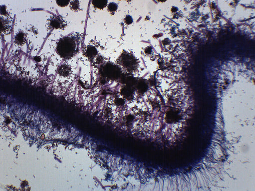 Aspergillus (Brown Mold) - Prepared Microscope Slide - 75x25mm
