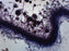 Aspergillus (Brown Mold) - Prepared Microscope Slide - 75x25mm