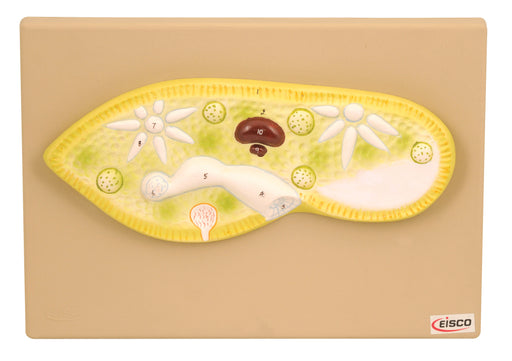 Eisco Labs Paramecium Model; Greatly Magnified (Model 11" X 4" X 1")