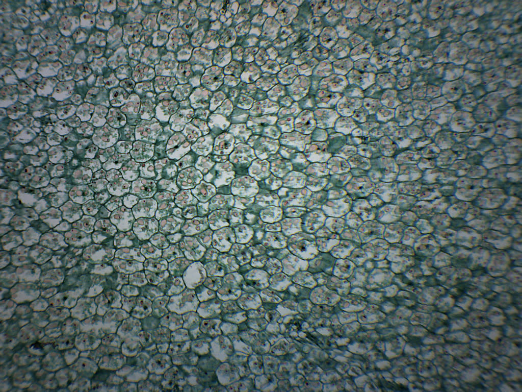 Solanum Tuber Section - Prepared Microscope Slide - 75x25mm