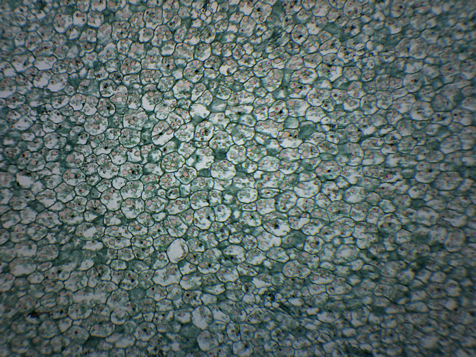 Solanum Tuber Section Prepared Microscope Slide 75x25mm — Eisco Labs