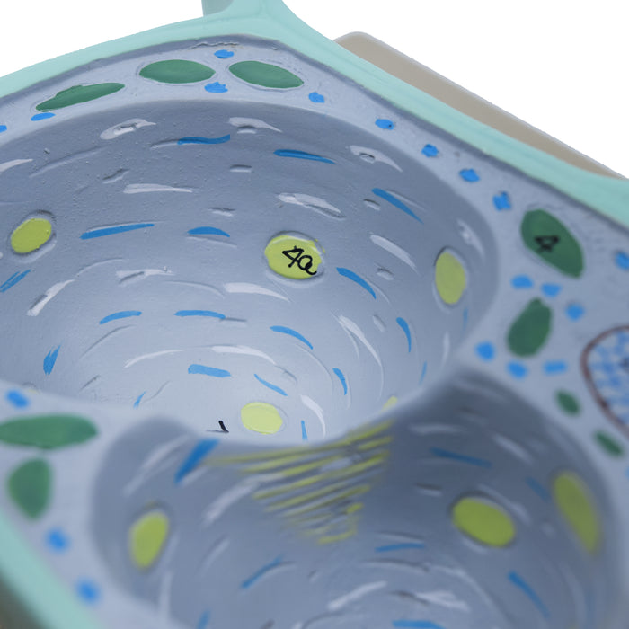Plant Cell Model, Three Dimensional, Sectional View with Hand Painted Details - Mounted on Base, 13" x 9" - Eisco Labs