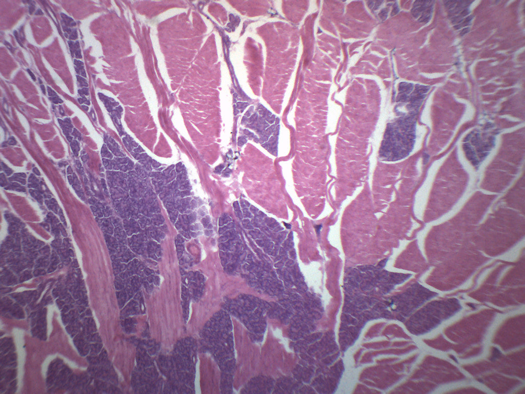 Foliate Papillae - Prepared Microscope Slide - 75x25mm